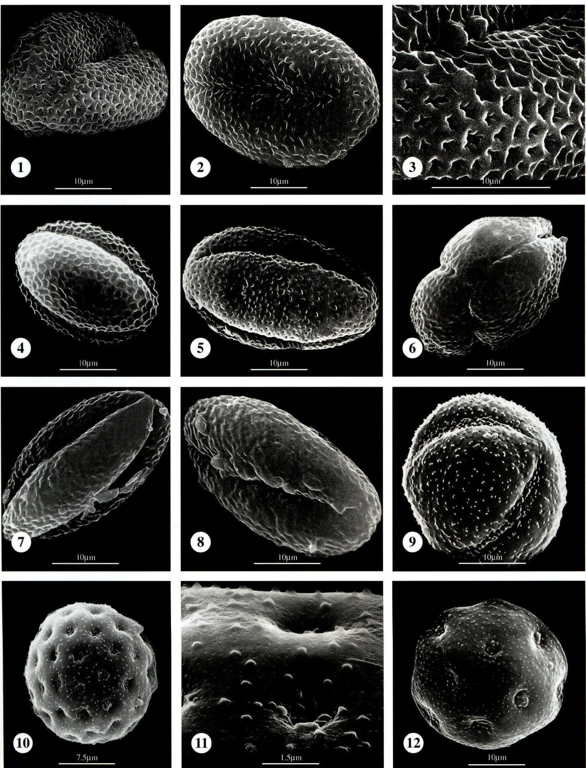 图版13 蓼科 Polygonaceae；商陆科 Phytolaccaceae；藜科 Chenopodiaceae；苋科 Amaranthaceae